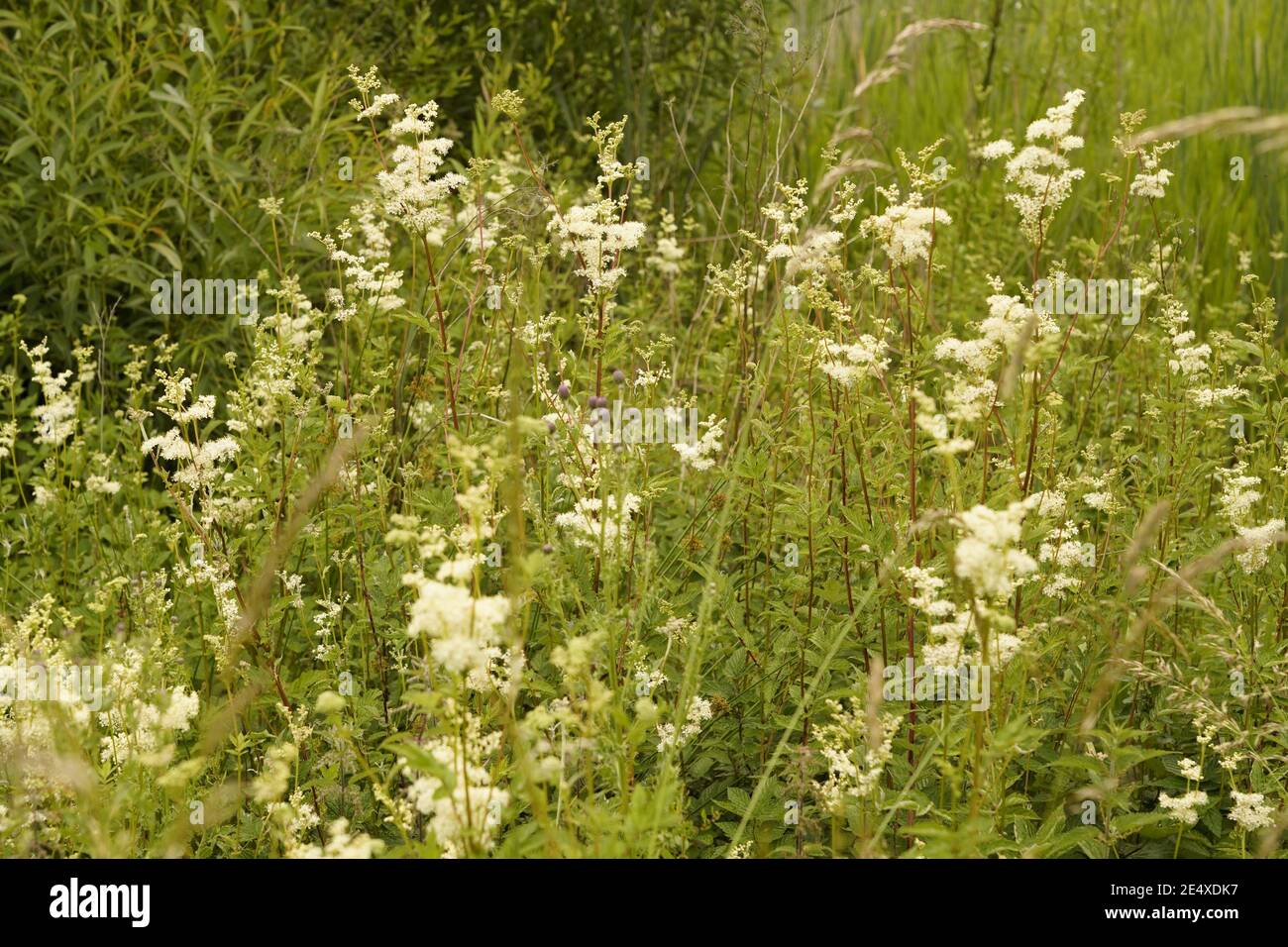Biodiversity of the wild grassland and meadows of England Stock Photo