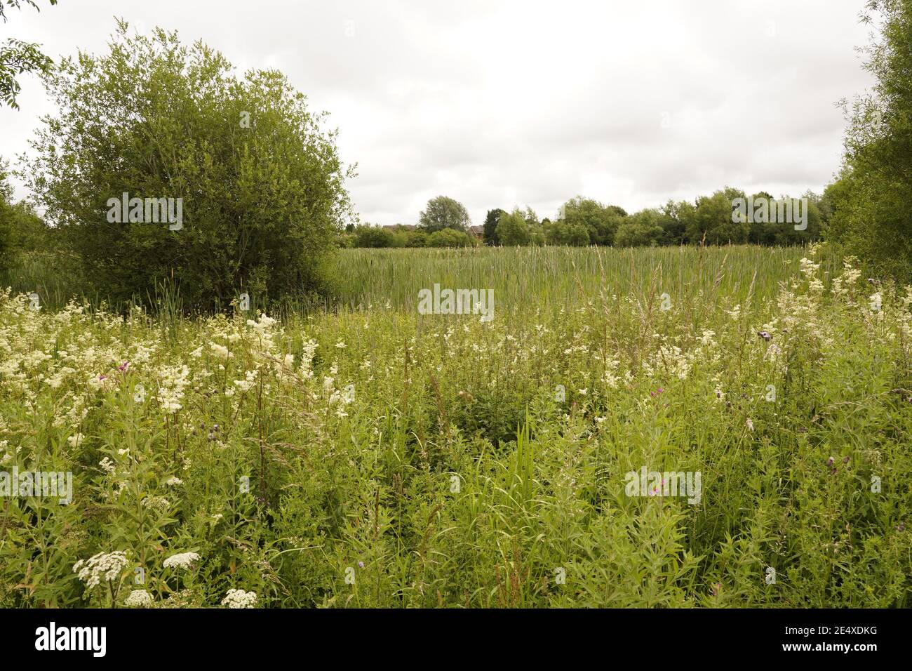 Biodiversity of the wild grassland and meadows of England Stock Photo