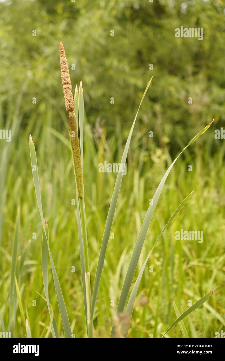 Biodiversity of the wild grassland and meadows of England Stock Photo