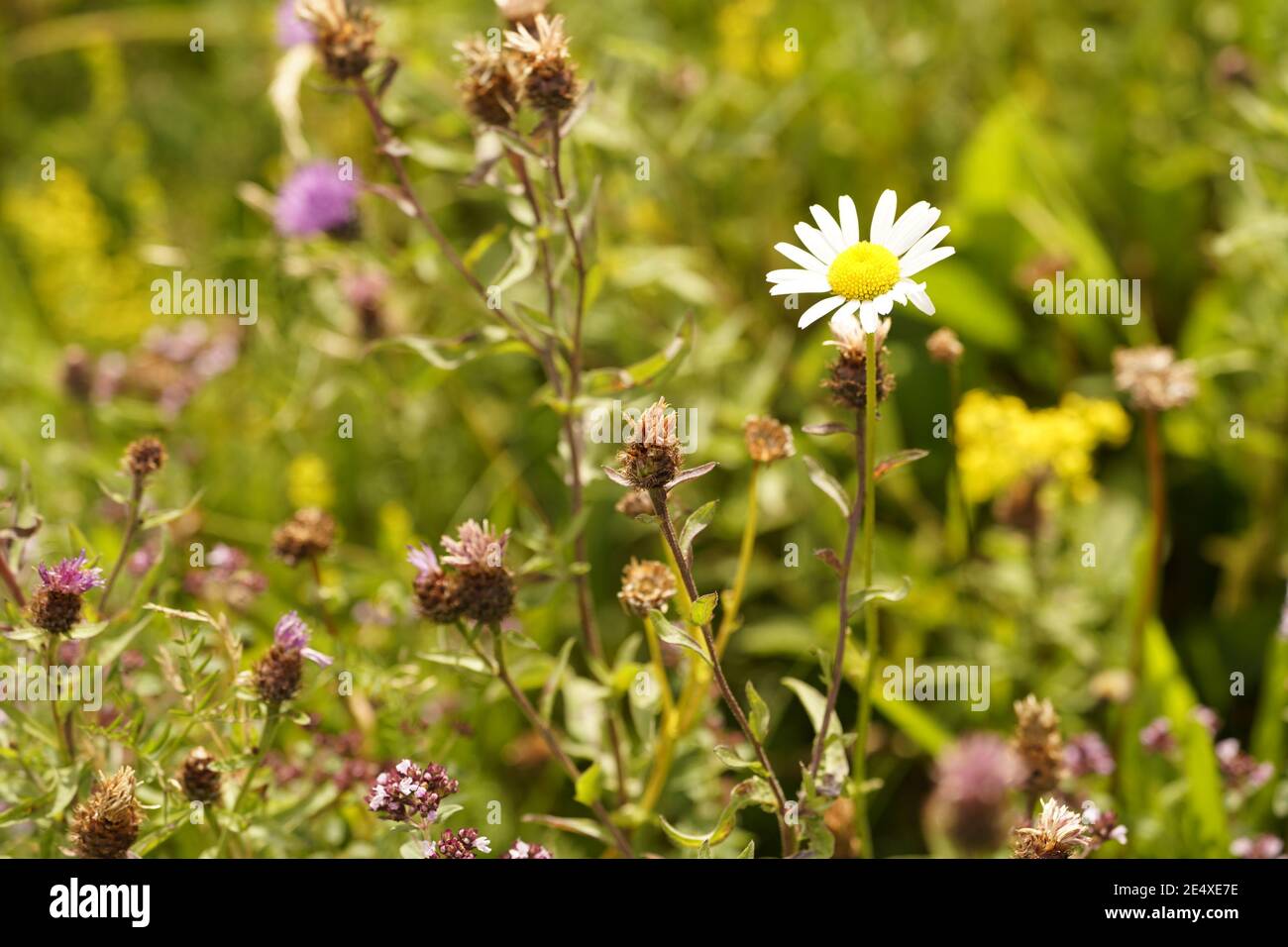 Biodiversity of the wild grassland and meadows of England Stock Photo