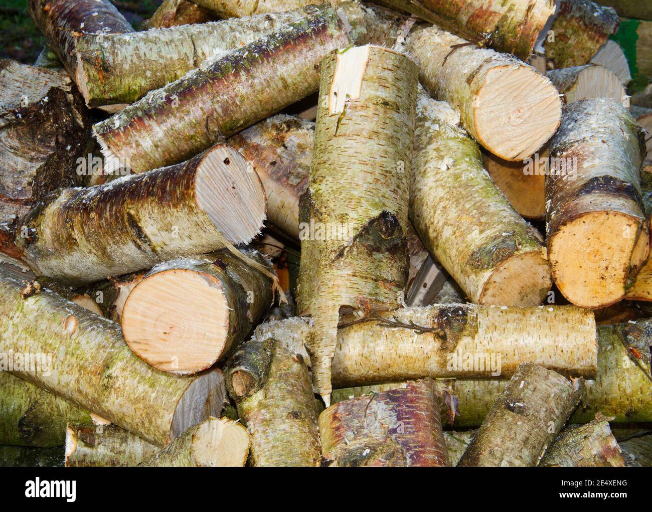 Pile of chopped Birch wood: logs and sawdust Stock Photo - Alamy