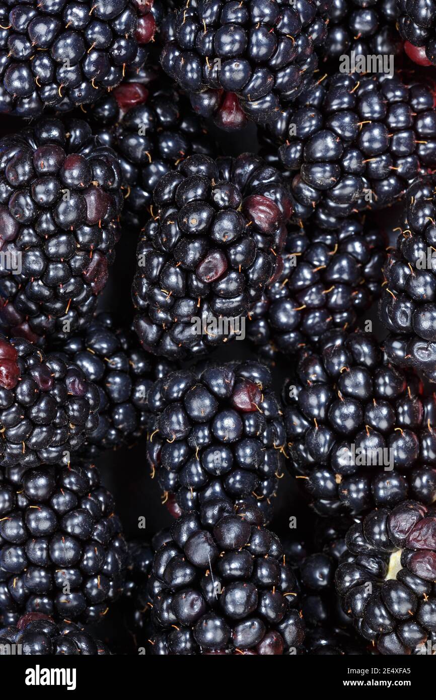 blackberries fruit wallpaper