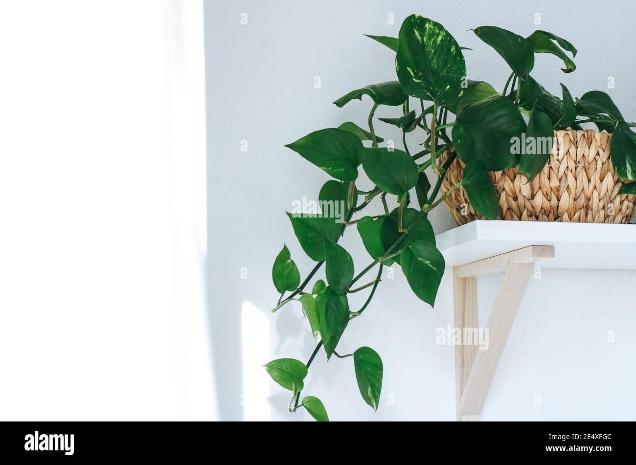 Marble pothos indoor house plant on white shelf Stock Photo