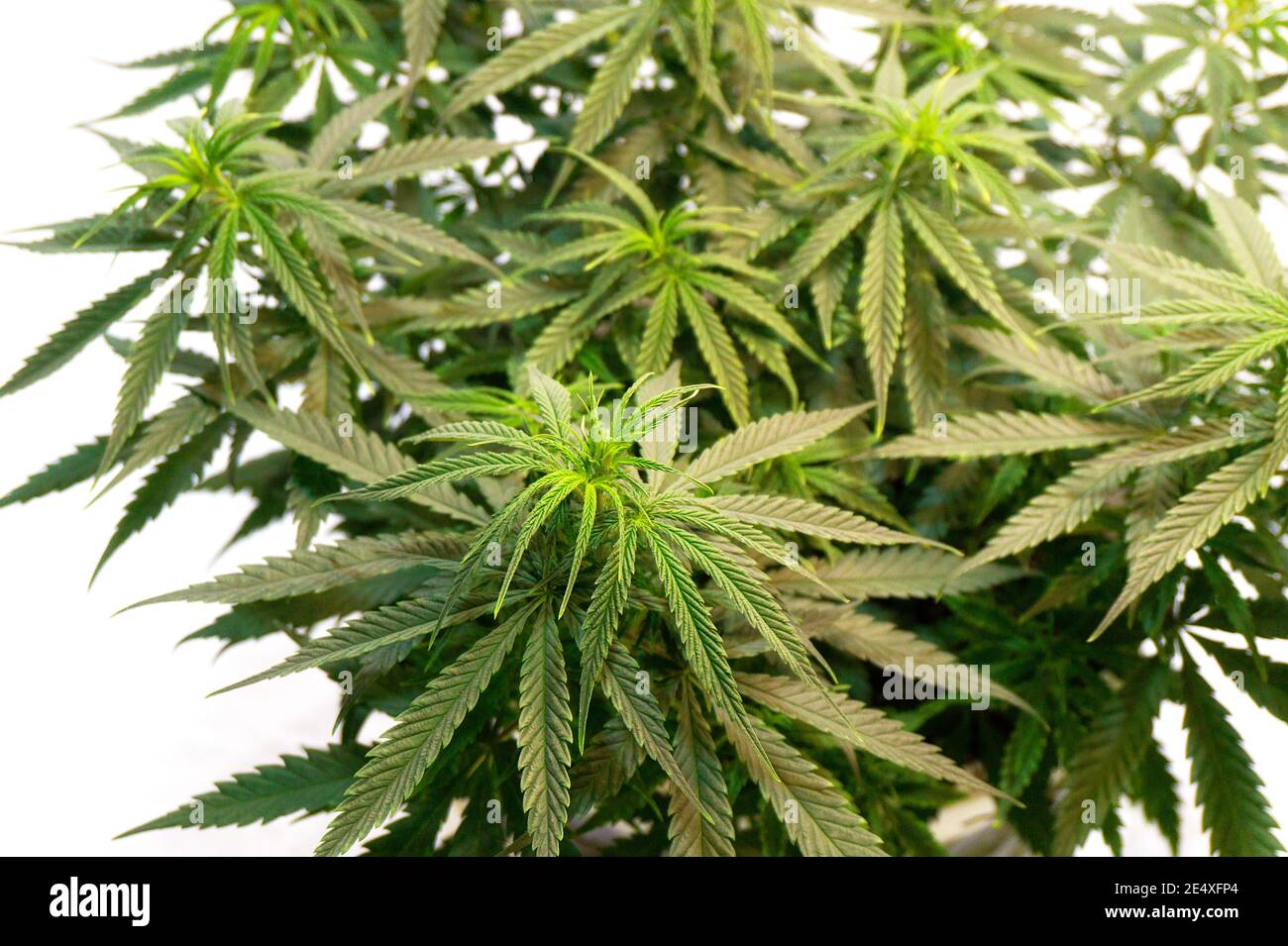 dense bush of green cannabis on a white background Stock Photo