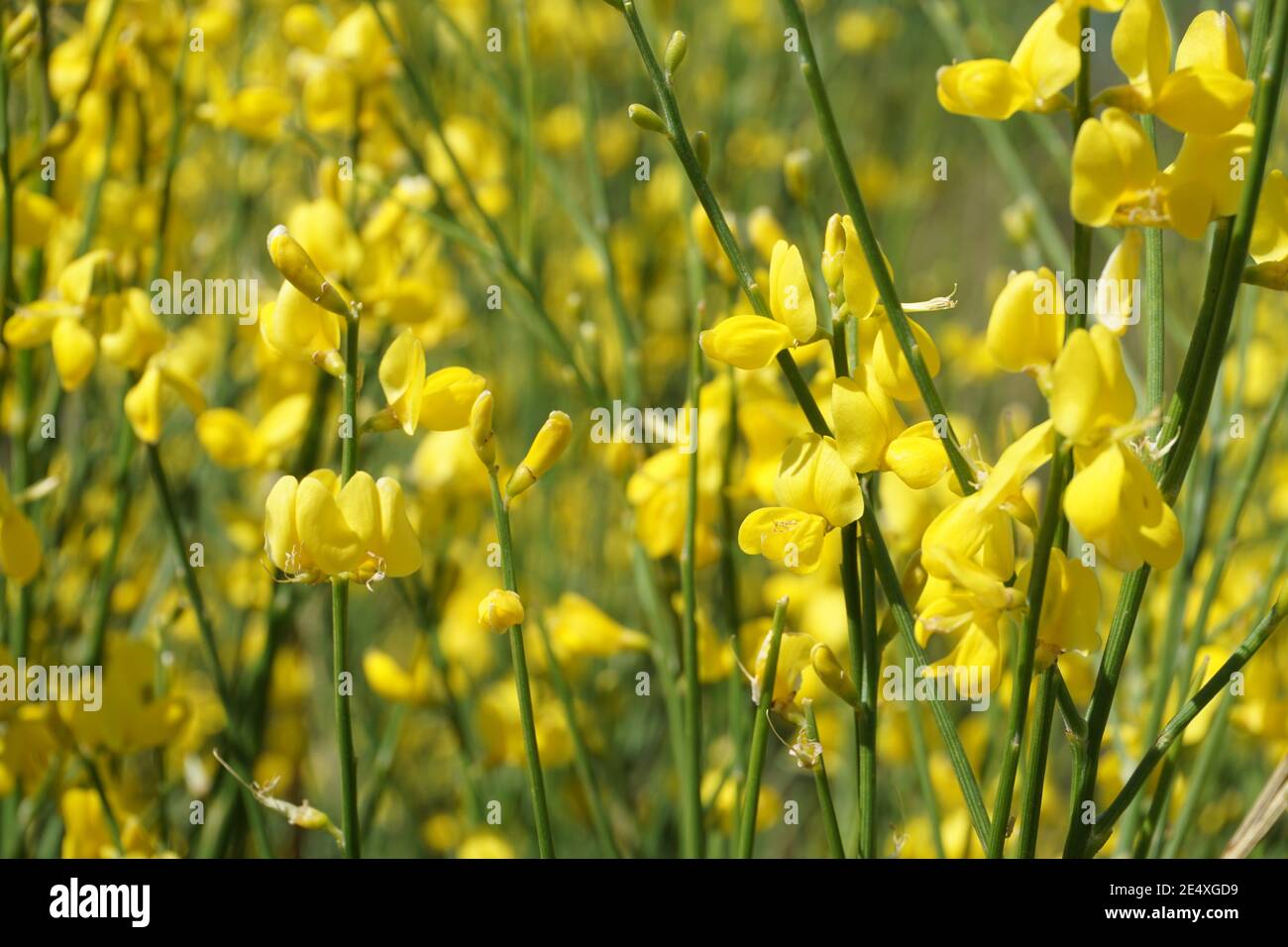 Gelber Besengintser aus der Gattung Geissklee Cytisus, gelbe Pflanzen Stock Photo