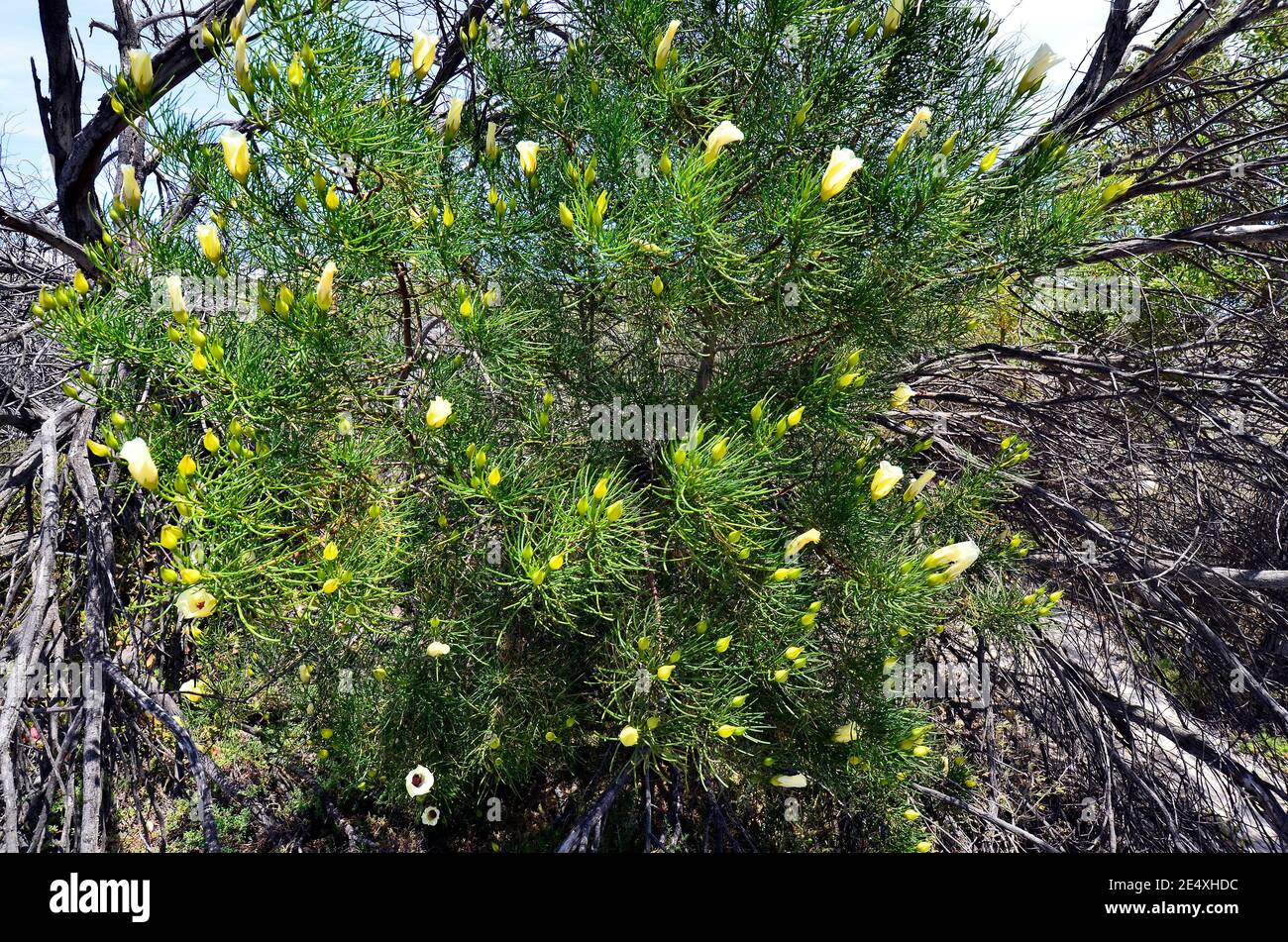 Australia, flowering Alyogyne hakeifolia Stock Photo