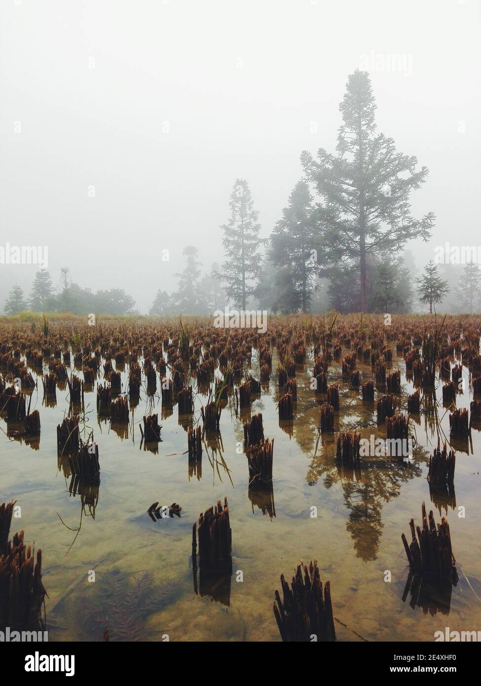 Vertical shot of a lake reflecting the trees in a park on a cloudy day ...