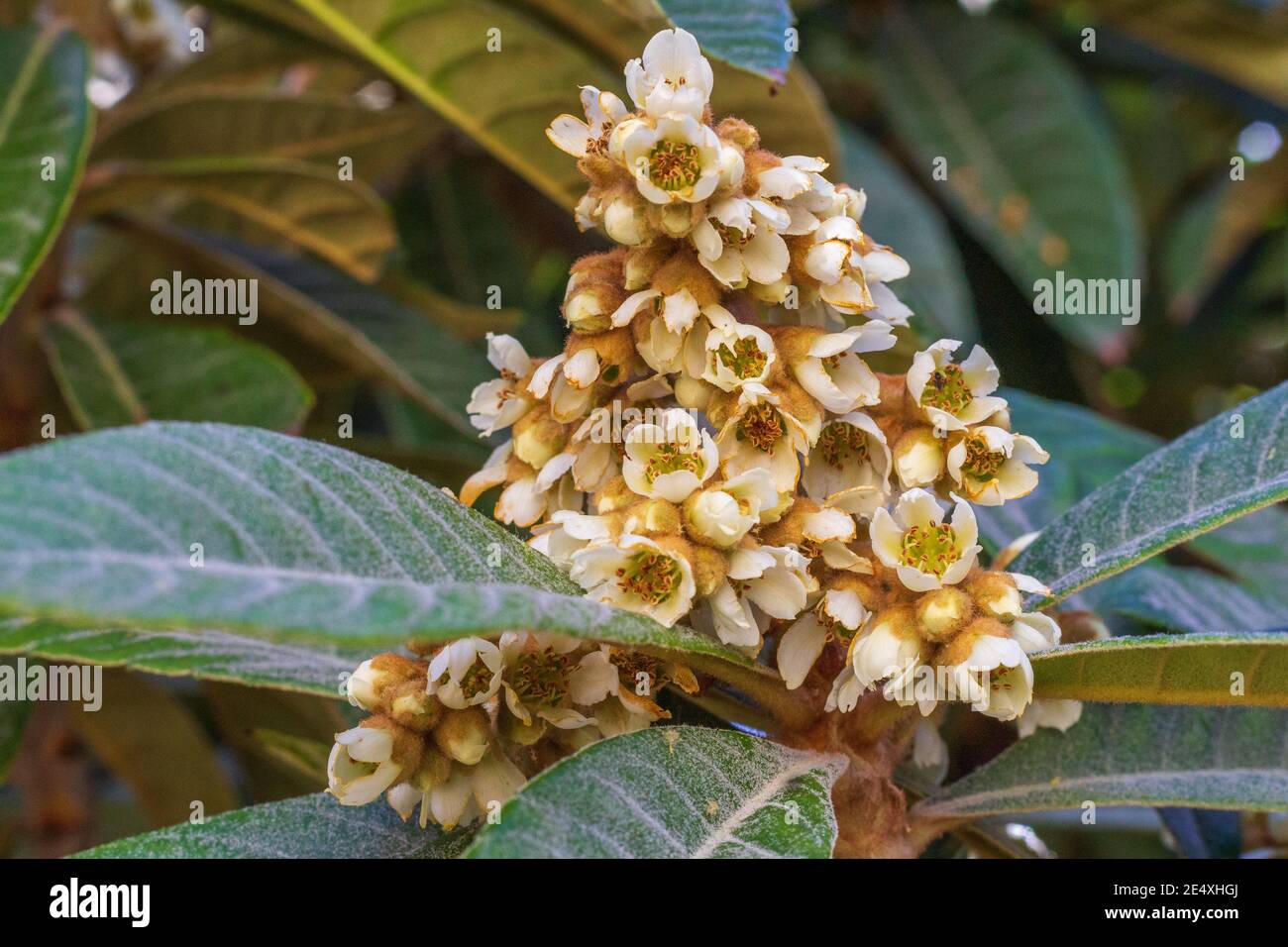 Eriobotrya japonica, Loquat Tree in Flower Stock Photo