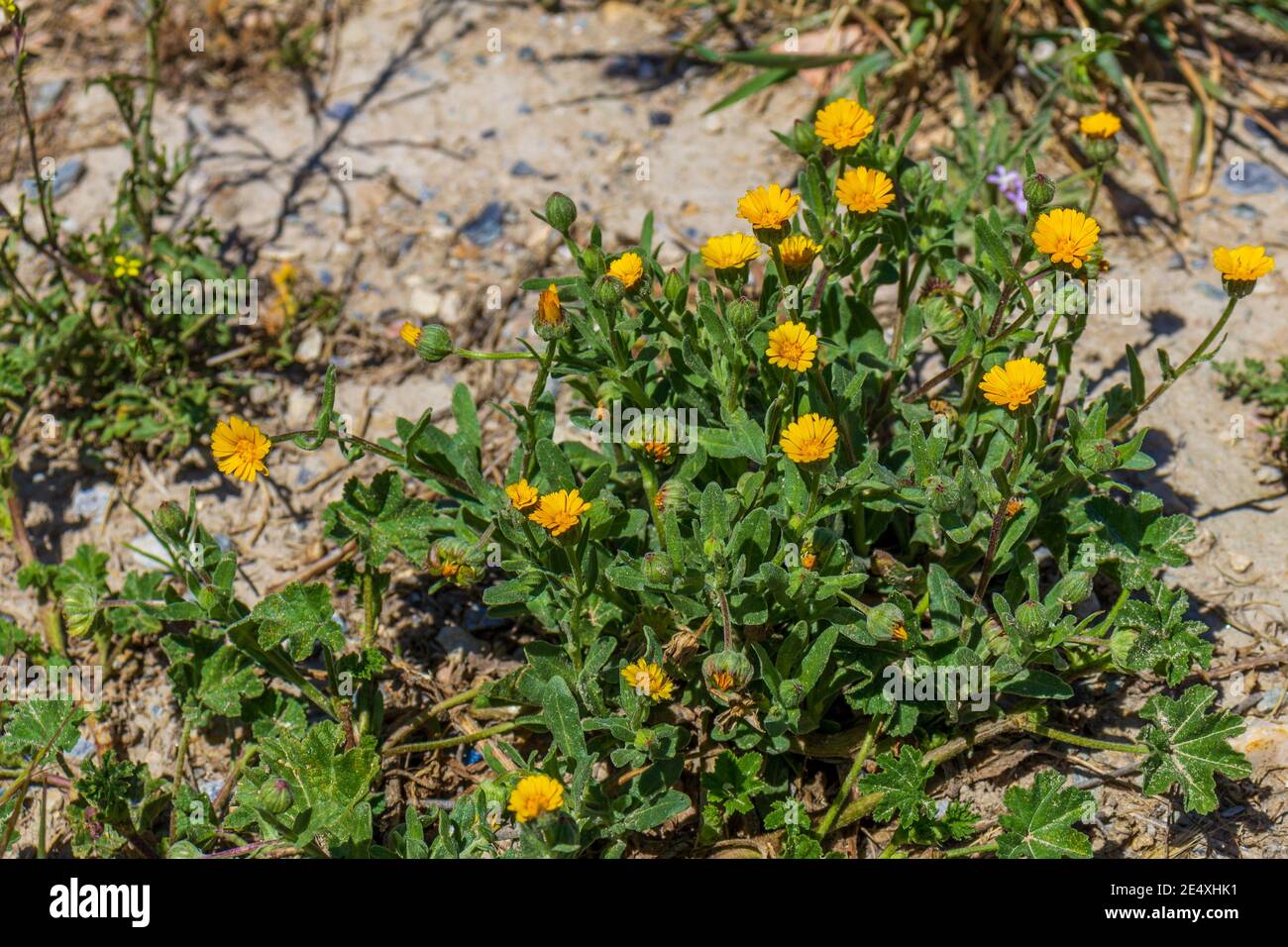 Calendula arvensis, Wild marigold Plant in Flower Stock Photo