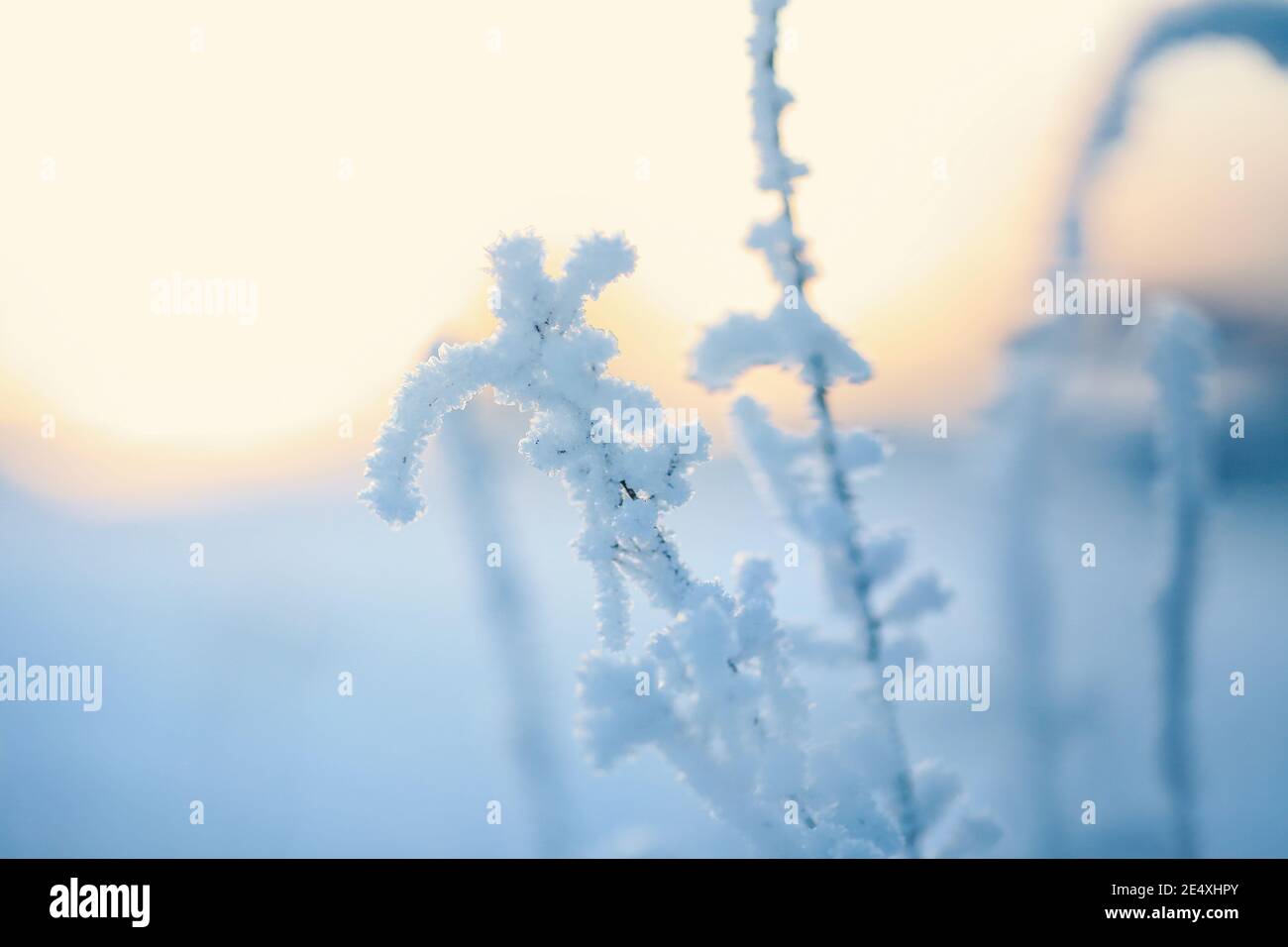 Frost covered plant sunset hi-res stock photography and images - Alamy