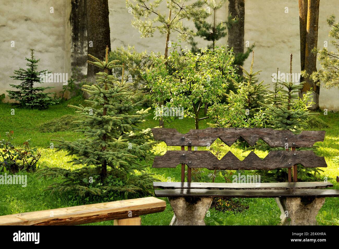 Wooden bench in the garden with pine trees behind. Stock Photo
