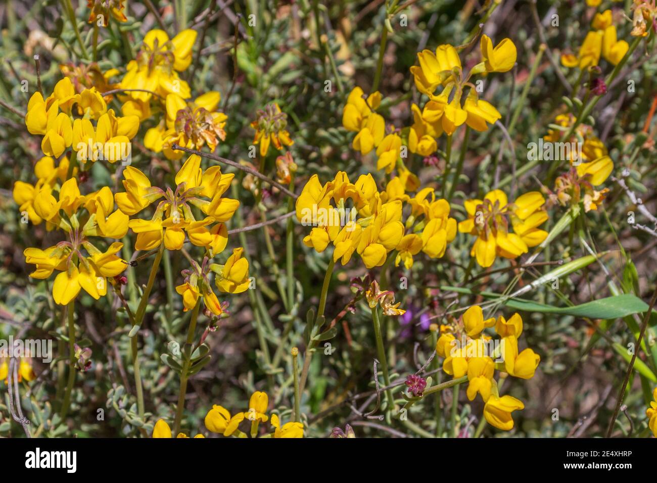 Coronilla juncea, Narrow-leaved Scorpion-Vetch Flower Stock Photo