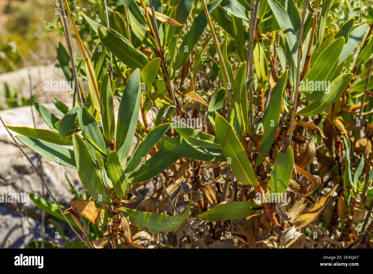 Phillyrea angustifolia, False olive Bush Stock Photo