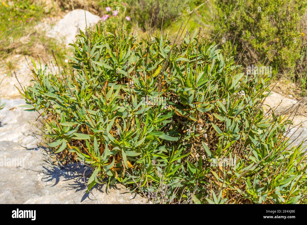 Phillyrea angustifolia, False olive Bush Stock Photo
