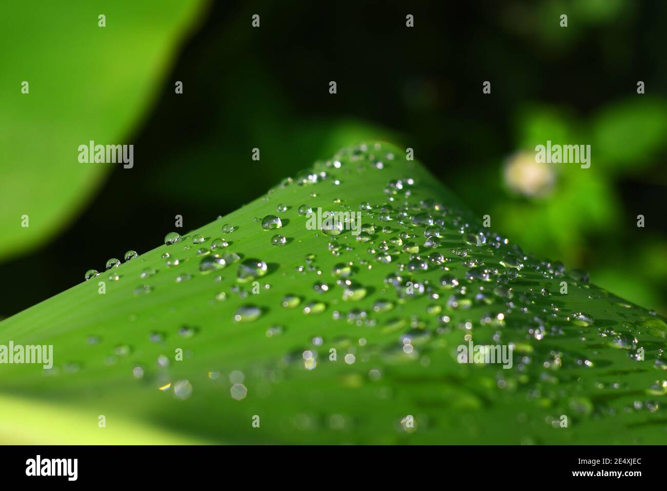 Water droplets on banana leaf Stock Photo