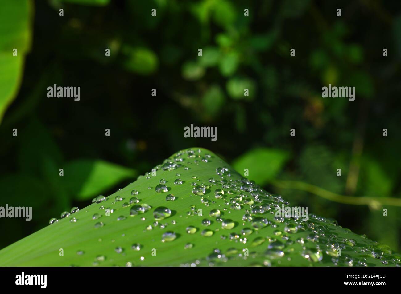 Water droplets on banana leaf Stock Photo