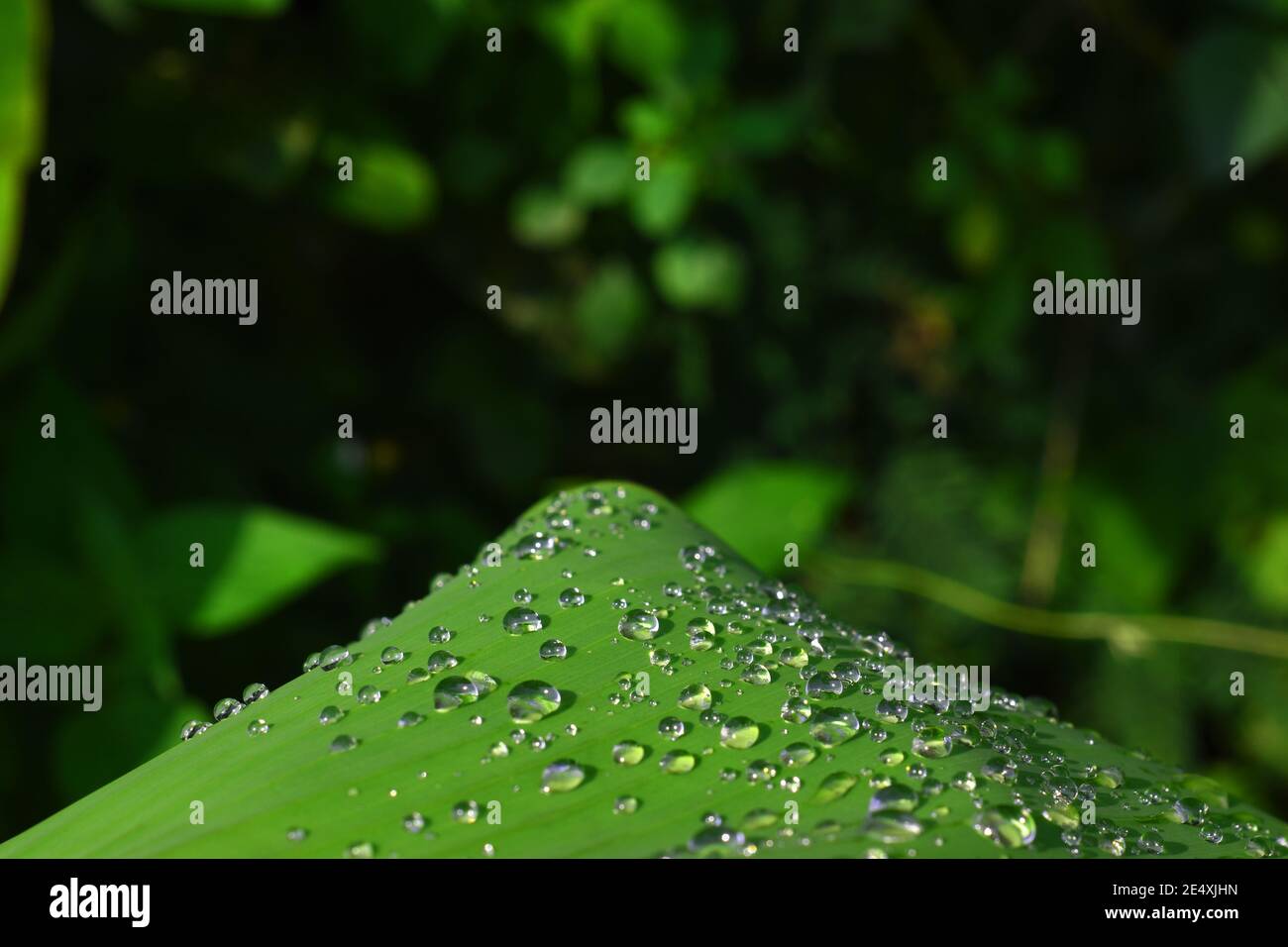 Water droplets on banana leaf Stock Photo