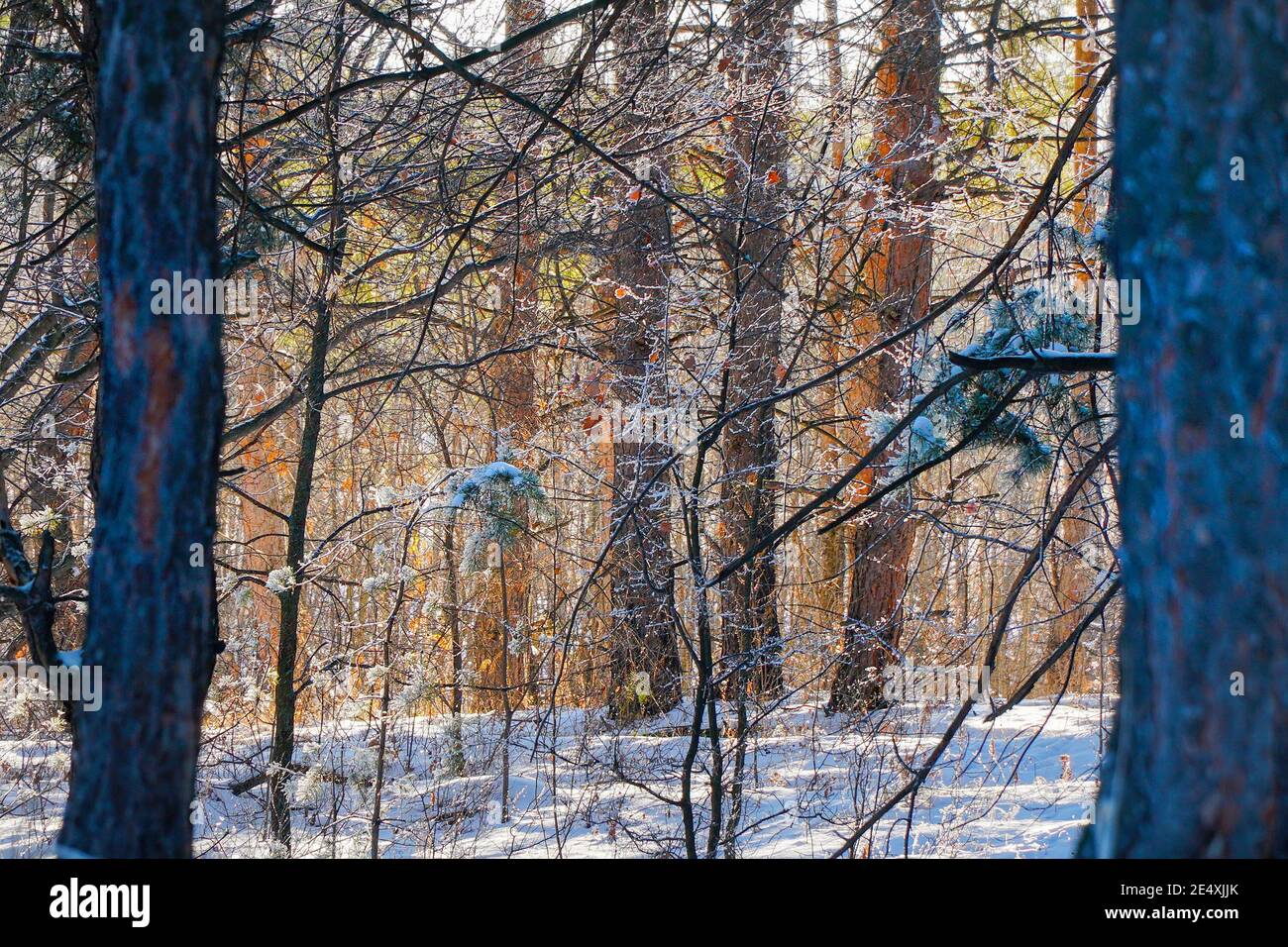 Snow road forest pine trees hi-res stock photography and images - Alamy