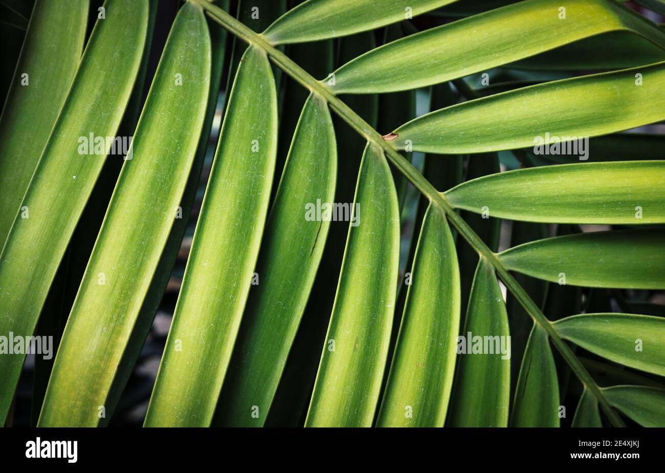 Background texture of tropical leaf foliage Stock Photo