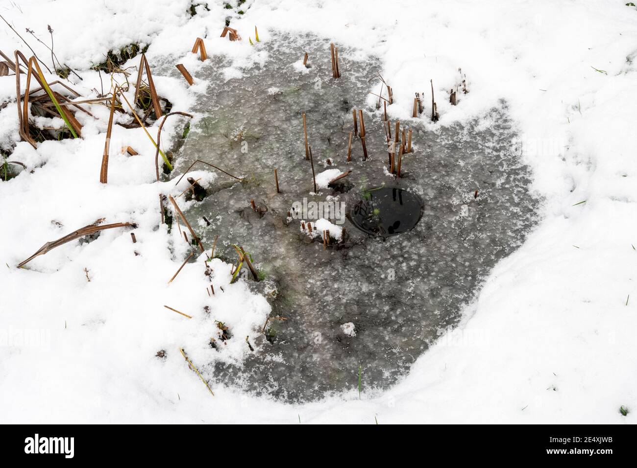 Frozen garden wildlife pond in the winter after thawing a patch, making a hole with a pan of boiling water, to allow oxygen in Stock Photo