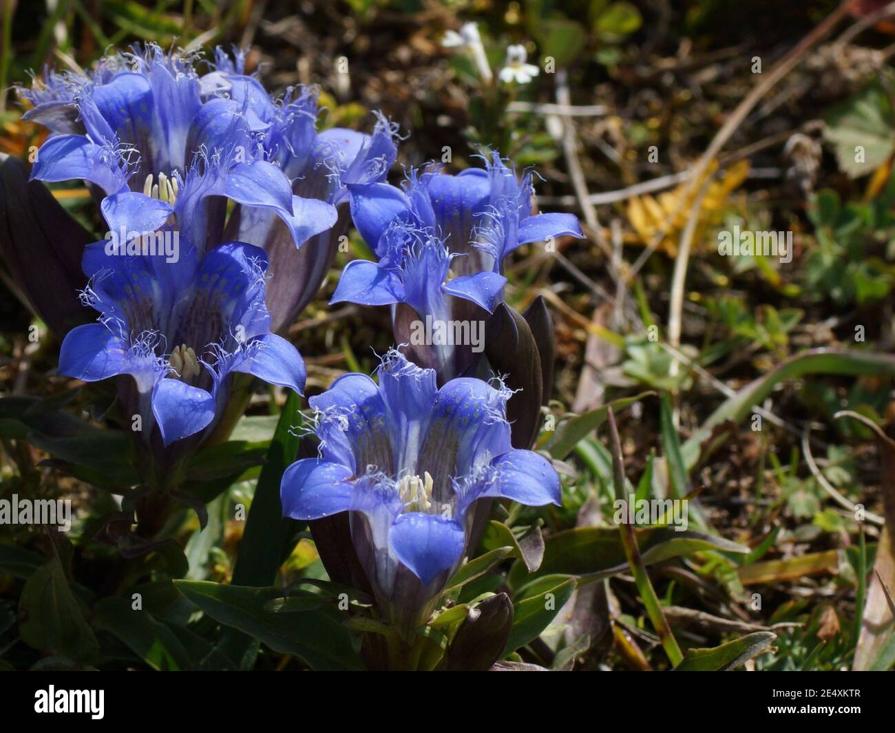 Gentiana septemfida, the crested gentian or summer gentian in natural habitat. Pass Gumbashi,  Caucasus Mountains, Russia. Stock Photo