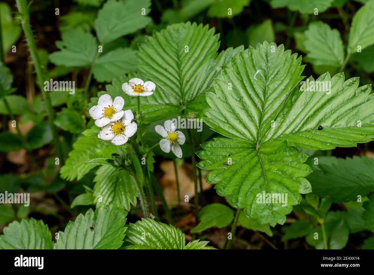 Wild strawberries in forest with blossom Stock Photo - Alamy