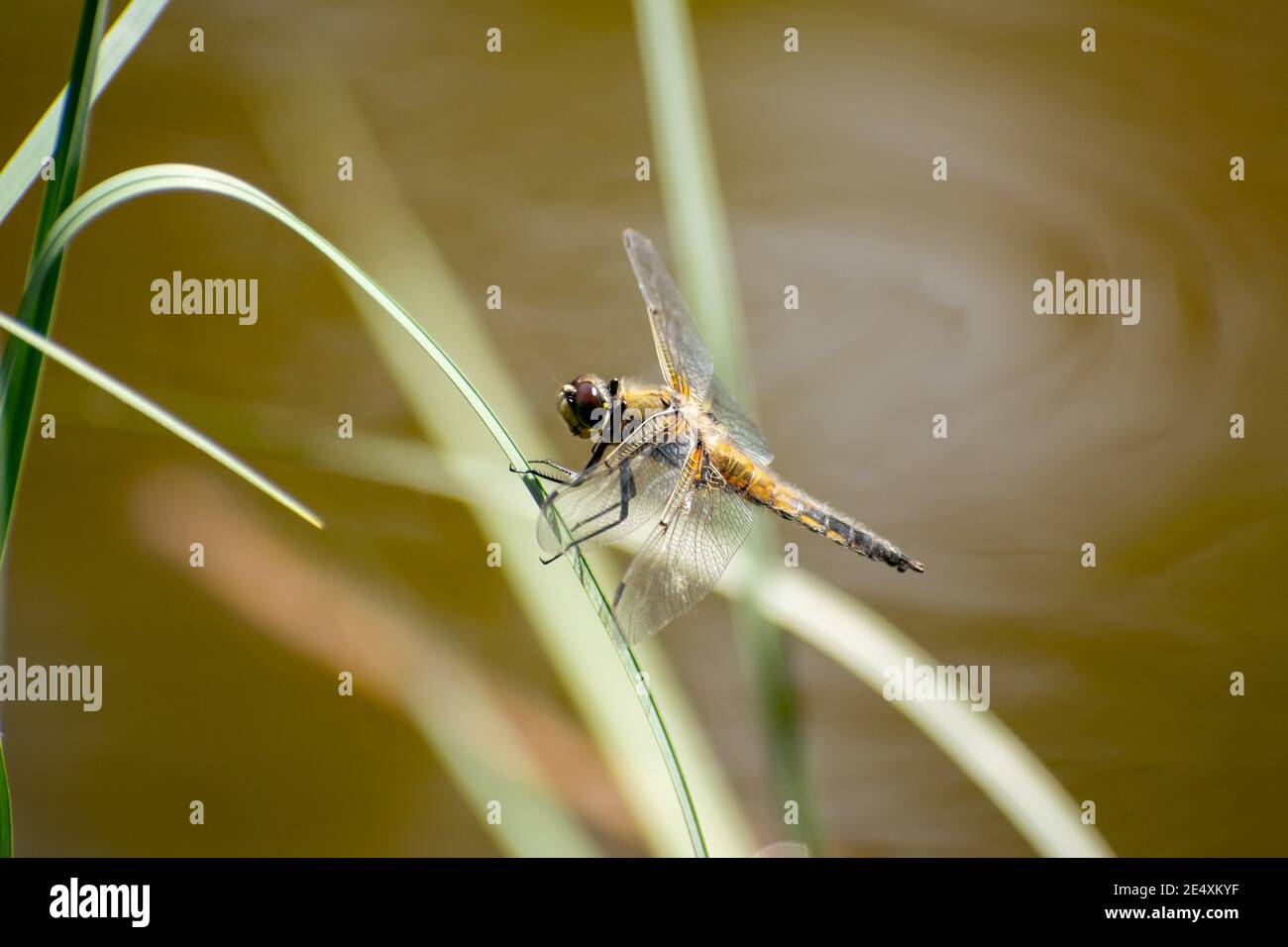 Dragonfly sitting on the leaf of grass by the lake Stock Photo - Alamy