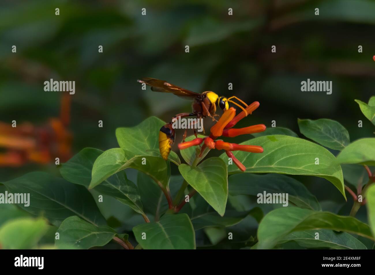 A large and colorful Potter Wasp (Eumeninae), foraging on some orange flowers in the garden. Stock Photo