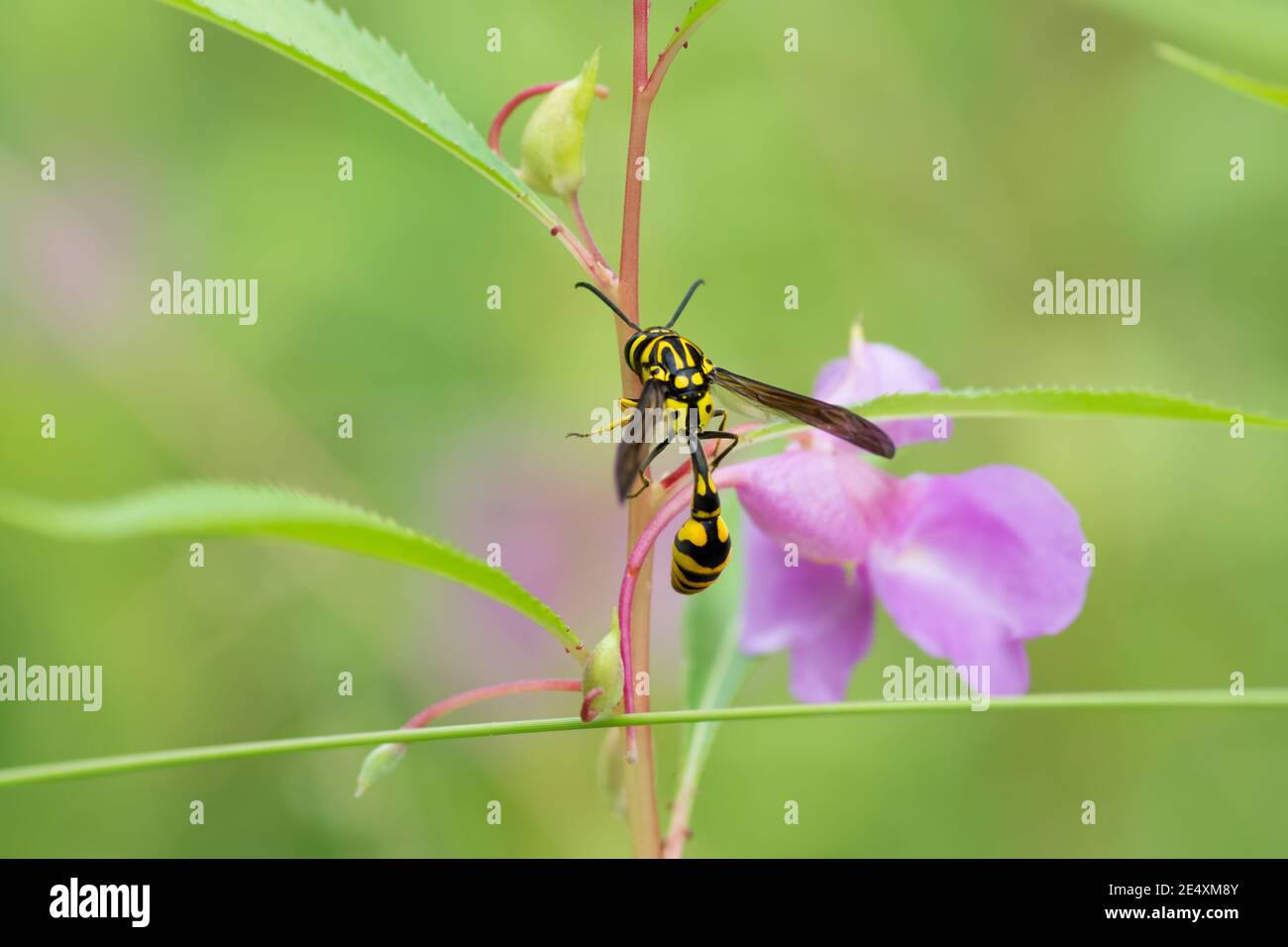 A beautiful Potter wasp (Phimenes flavopictus), resting on a plant in the garden. Stock Photo