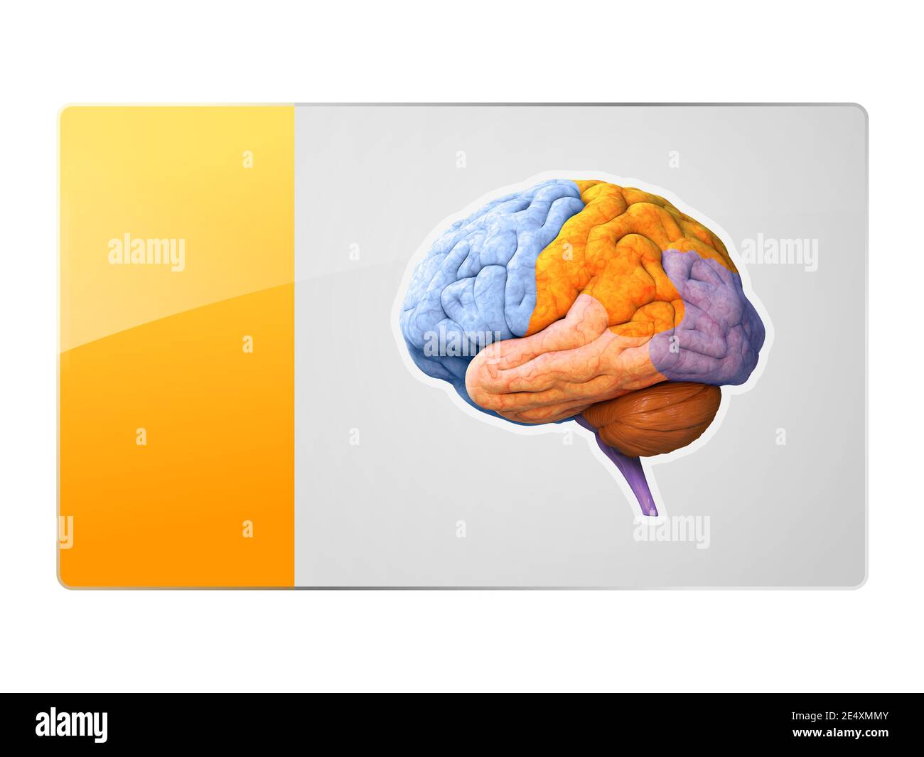 brain anatomy lobes symbol, button, Creativity, Novel Idea, Science Neural network. IQ testing, artificial intelligence virtual emulation science tech Stock Photo