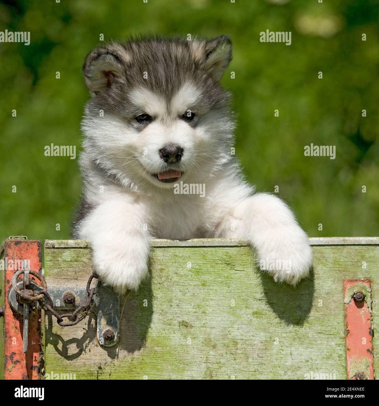 Alaskan malamute puppy Stock Photo