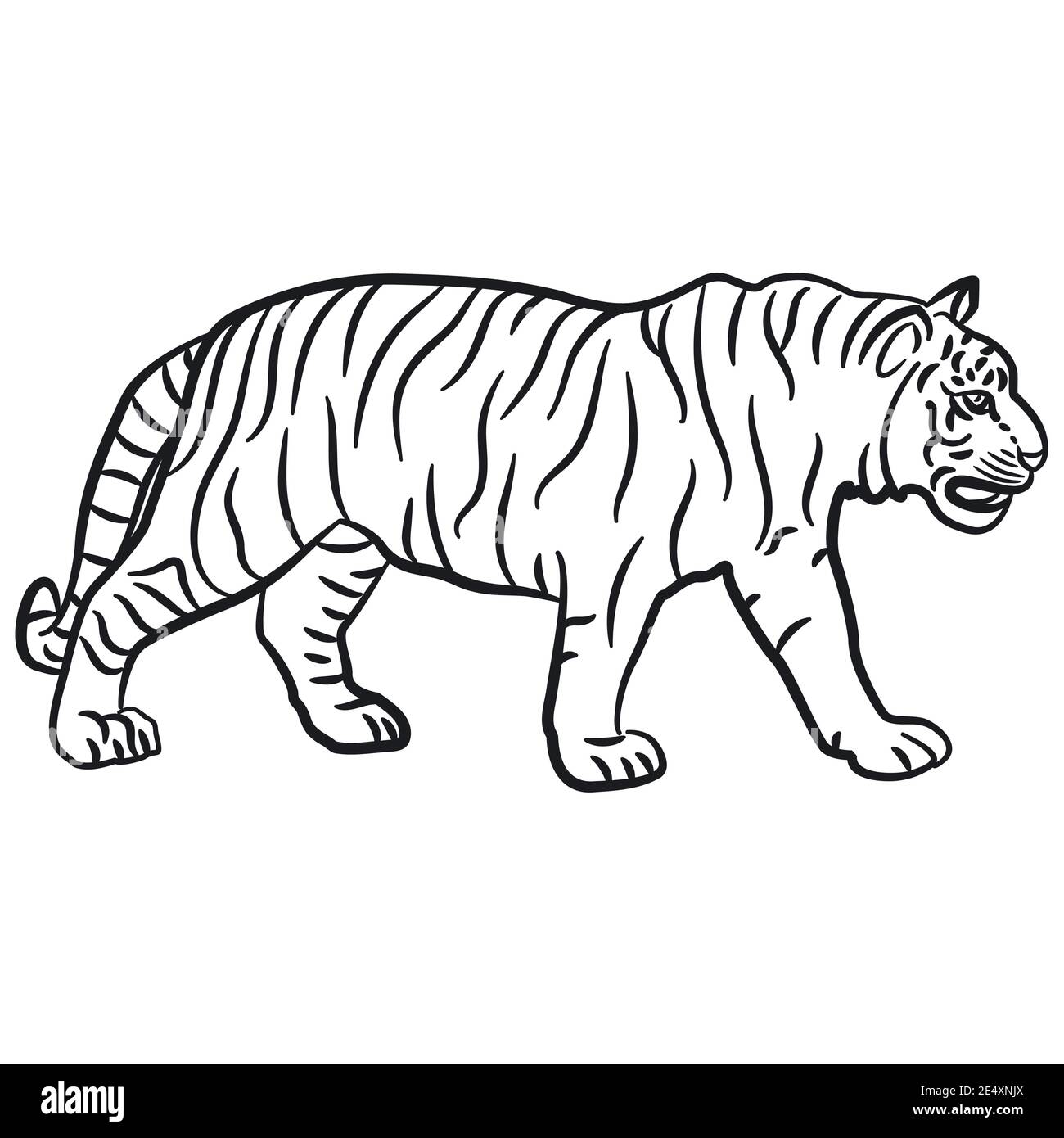 Stock Art Drawing of a White Bengal Tiger