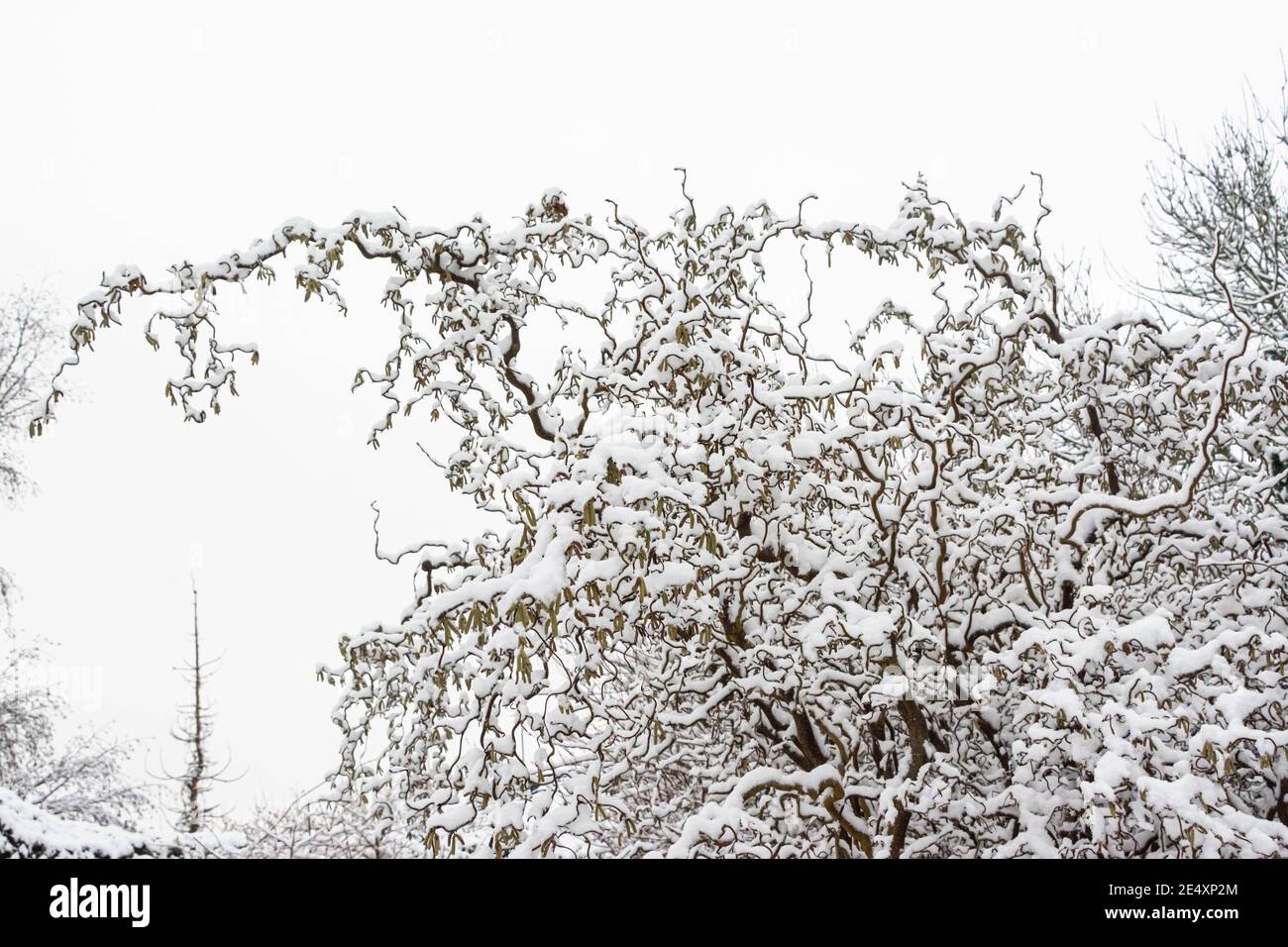 The branches of a corkscrew hazel(Corylus avellana 'Contorta') covered in snow Stock Photo