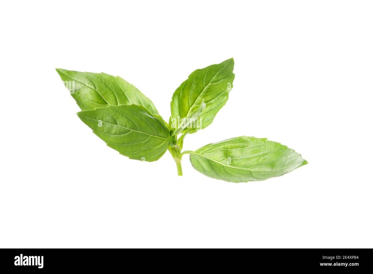 Fresh green basil isolated on white background Stock Photo - Alamy