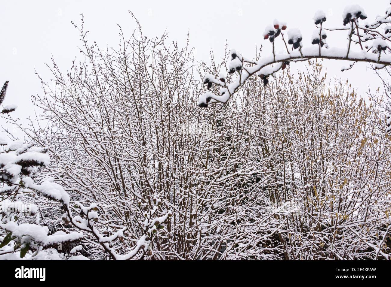 The branches of hazel trees (Corylus avellana), a Buddleja and rosehips covered in snow Stock Photo