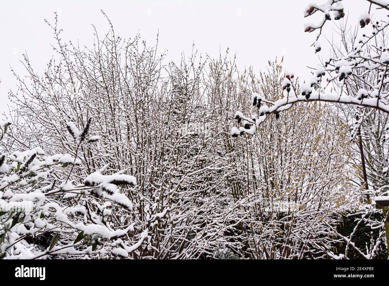 The branches of hazel trees (Corylus avellana), a Buddleja and rosehips covered in snow Stock Photo