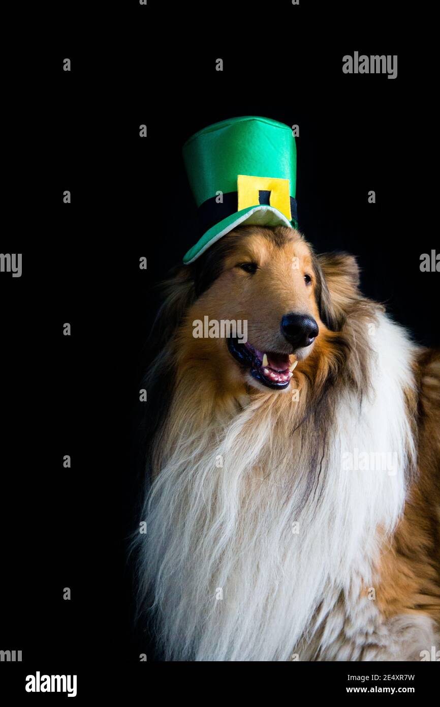 portrait of a Rough Collie dog with saint patrick's day top hat isolated on black background Stock Photo