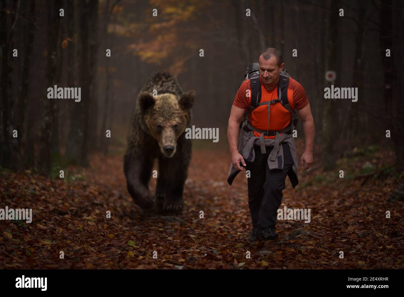 Man with backpack hiking in the mountain woods alongside a huge grizzly