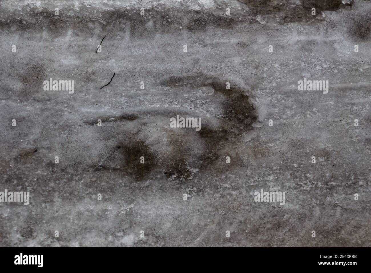 Close up of a icy footprint of a horse in the snow Stock Photo