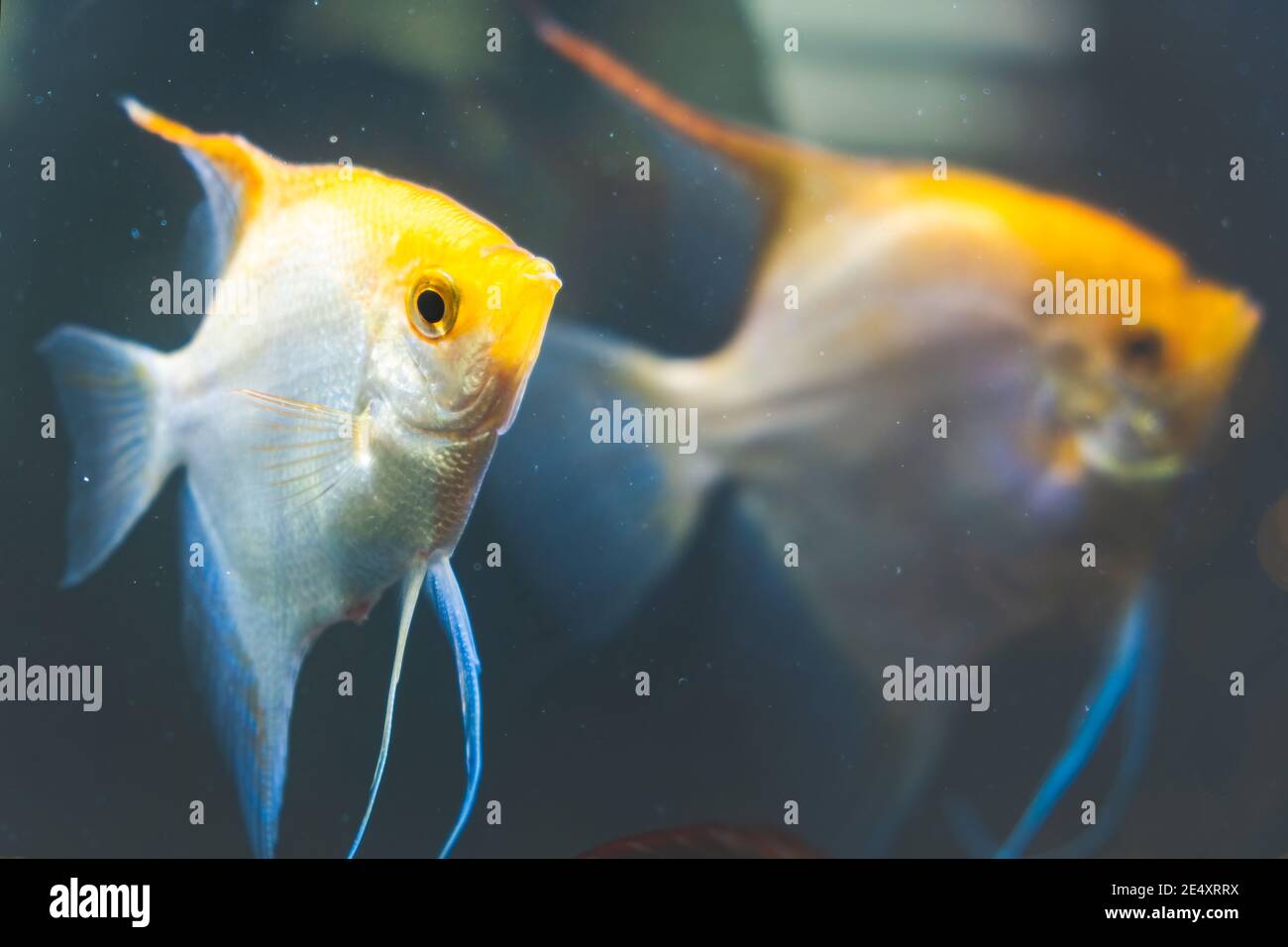 Couple of Gold Pterophyllum Scalare in aqarium fresh water, yellow angelfish Stock Photo
