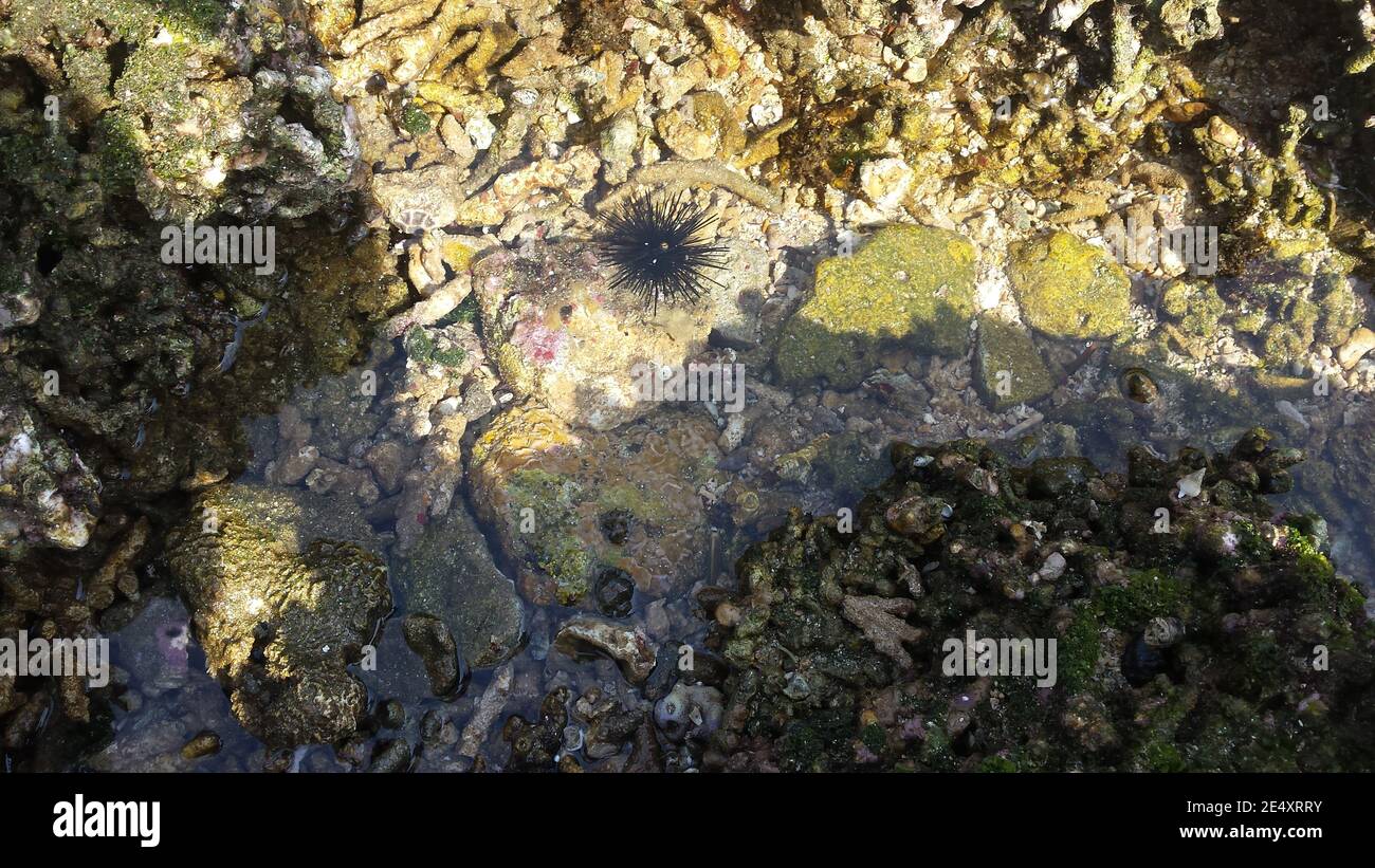 Java sea marine life hi-res stock photography and images - Alamy