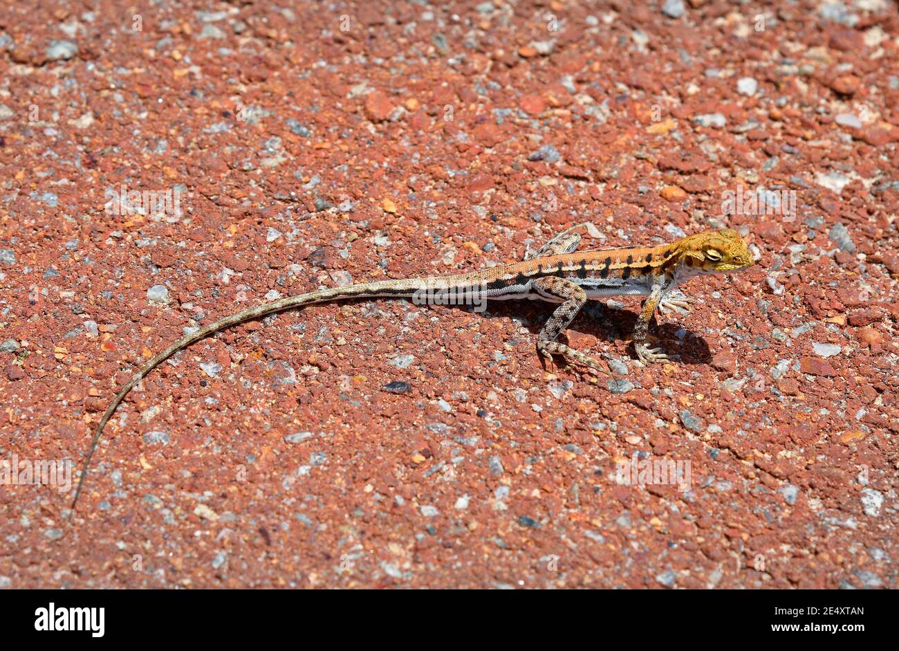 Australia, Western Heath Dragon Stock Photo