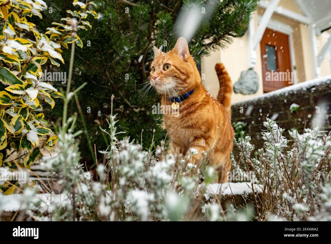 A ginger cat outdoors in snowy conditions Stock Photo