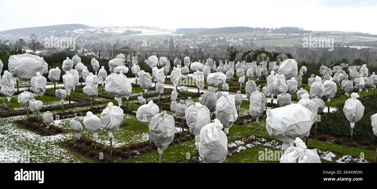 Bad Nauheim Steinfurth, Germany. 25th Jan, 2021. Stem roses are  winterproofed with foil at Rosenpark Draeger in Steinfurth. As the oldest  rose village in Germany, the district of Bad Nauheim is known