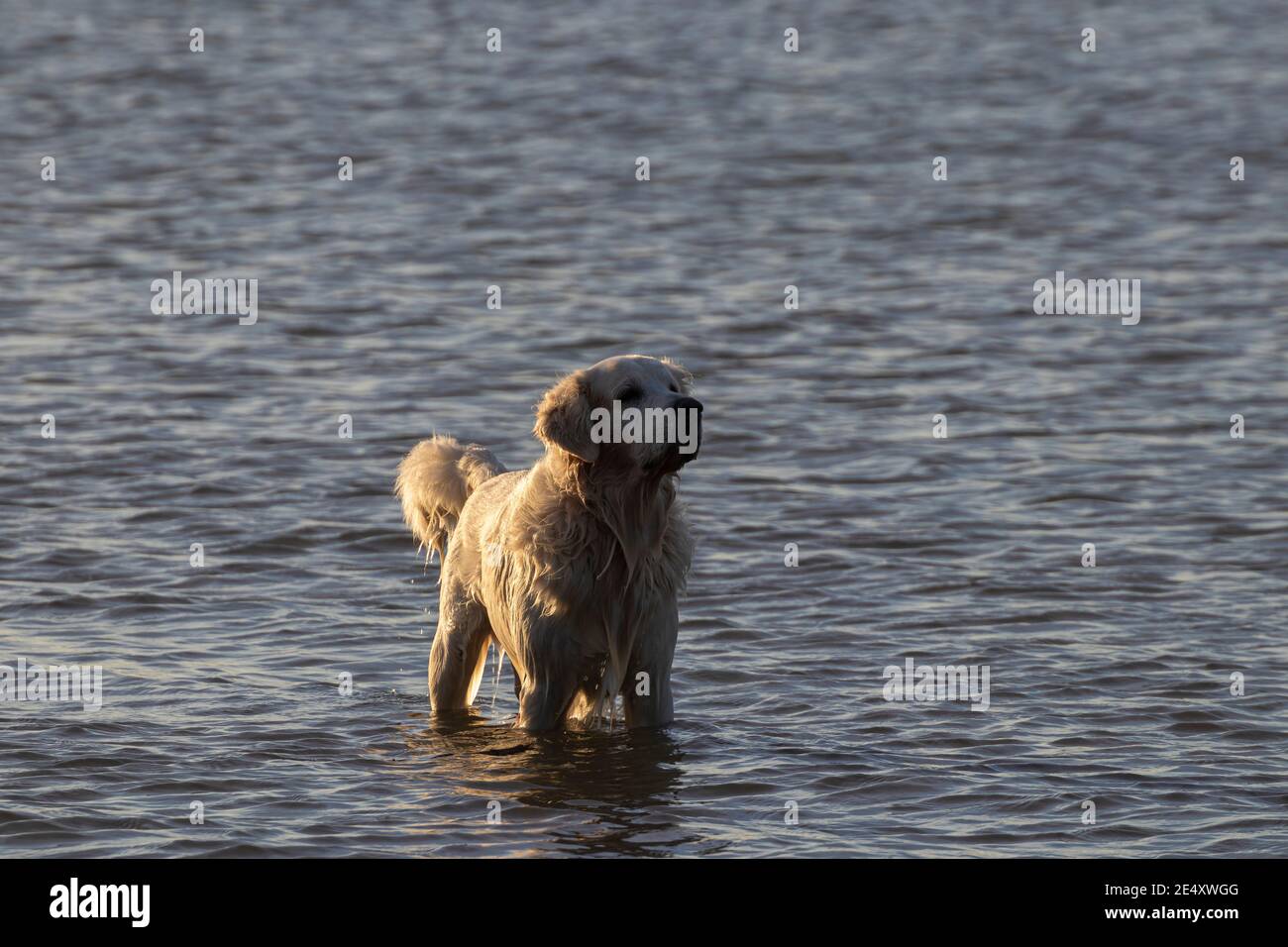 golden retriever playing in the water Stock Photo Alamy