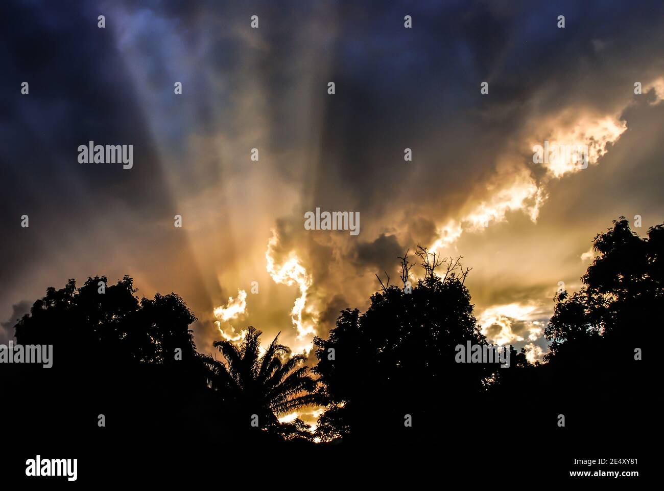 Silhouettes of trees against the cloudy sunset sky Stock Photo - Alamy