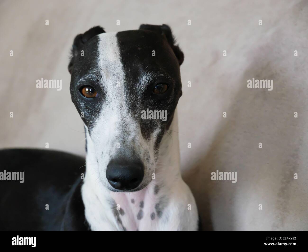 Cute white and black greyhound dog leaning on the wall and looking into