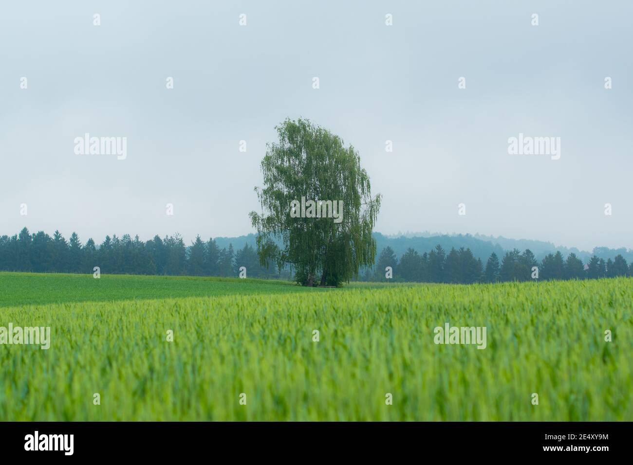 Tree behind wheat field hi-res stock photography and images - Alamy
