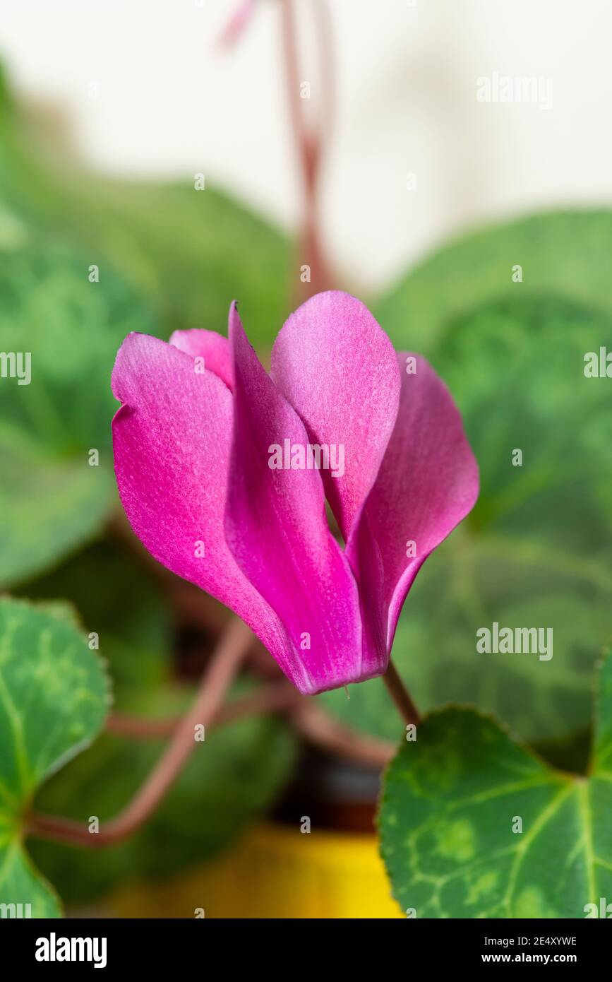 Spring sowbread hi-res stock photography and images - Alamy