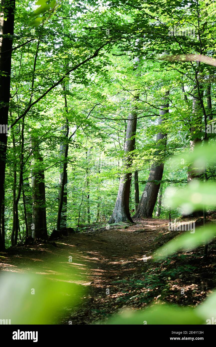 Hamburg forest hi-res stock photography and images - Alamy